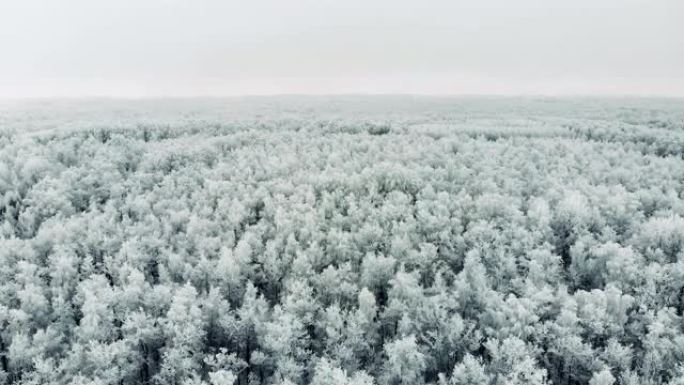 美丽的松树森林在雪中畏缩。