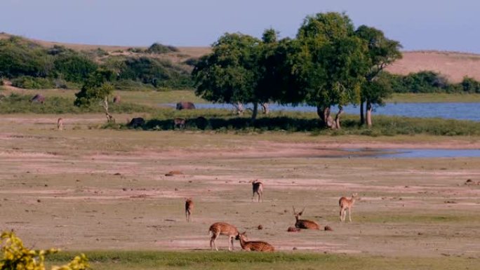 美丽的野生动物风景，几只antipas和公牛的动物群在夏季国家公园稀树草原上自由行走。