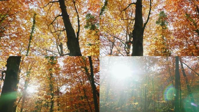 手持视频，阳光普照在秋天的森林中