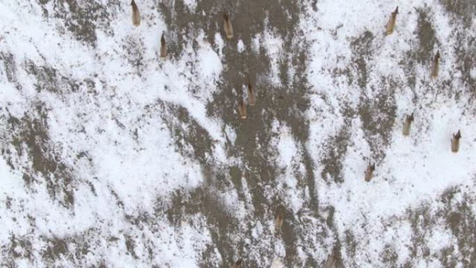 当它迁移到白雪皑皑的平原上时，自上而下地飞过一群野生游戏