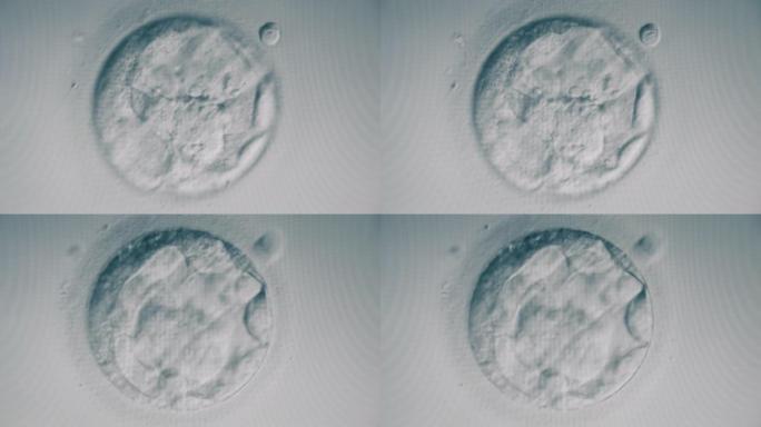 受精卵细胞的放大图像。在科学实验室进行人工授精。