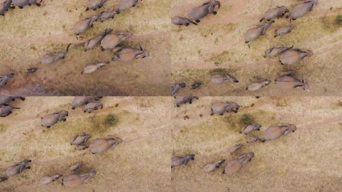 津巴布韦，一大群繁殖的大象和幼小的小牛从河边走下来的近距离鸟瞰图