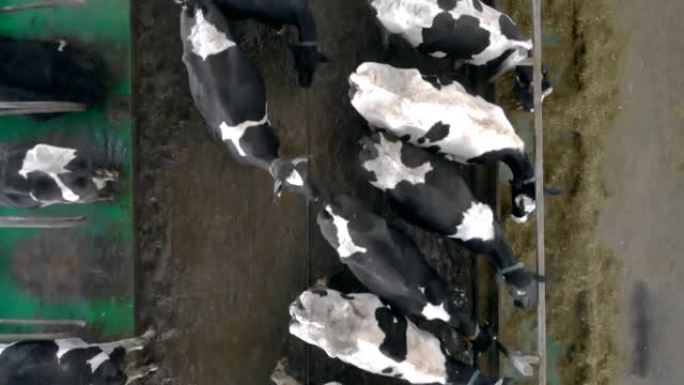 黑白母牛在俯视图中觅食