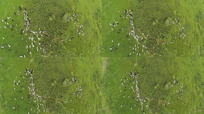 羊群在风景如画的山草坪上吃草