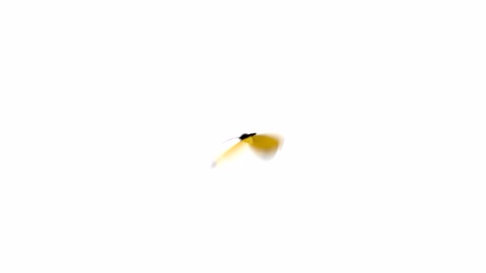 尤里玛 · 布伦达 (Eurema Brenda) 黄蝴蝶在蓝屏上飞翔