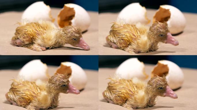 小鸭子从鸡蛋里孵化出来，特写。