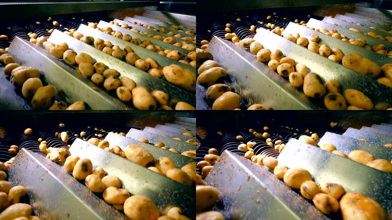 工厂机制正在加工马铃薯块茎