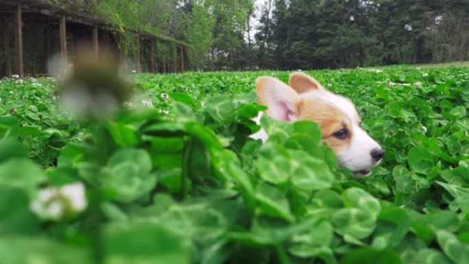 慢动作: 一只可爱的狗在郁郁葱葱的草地上玩得很开心。
