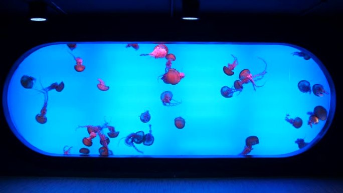 水族馆里的水母海下世界漂浮浮游科普科教