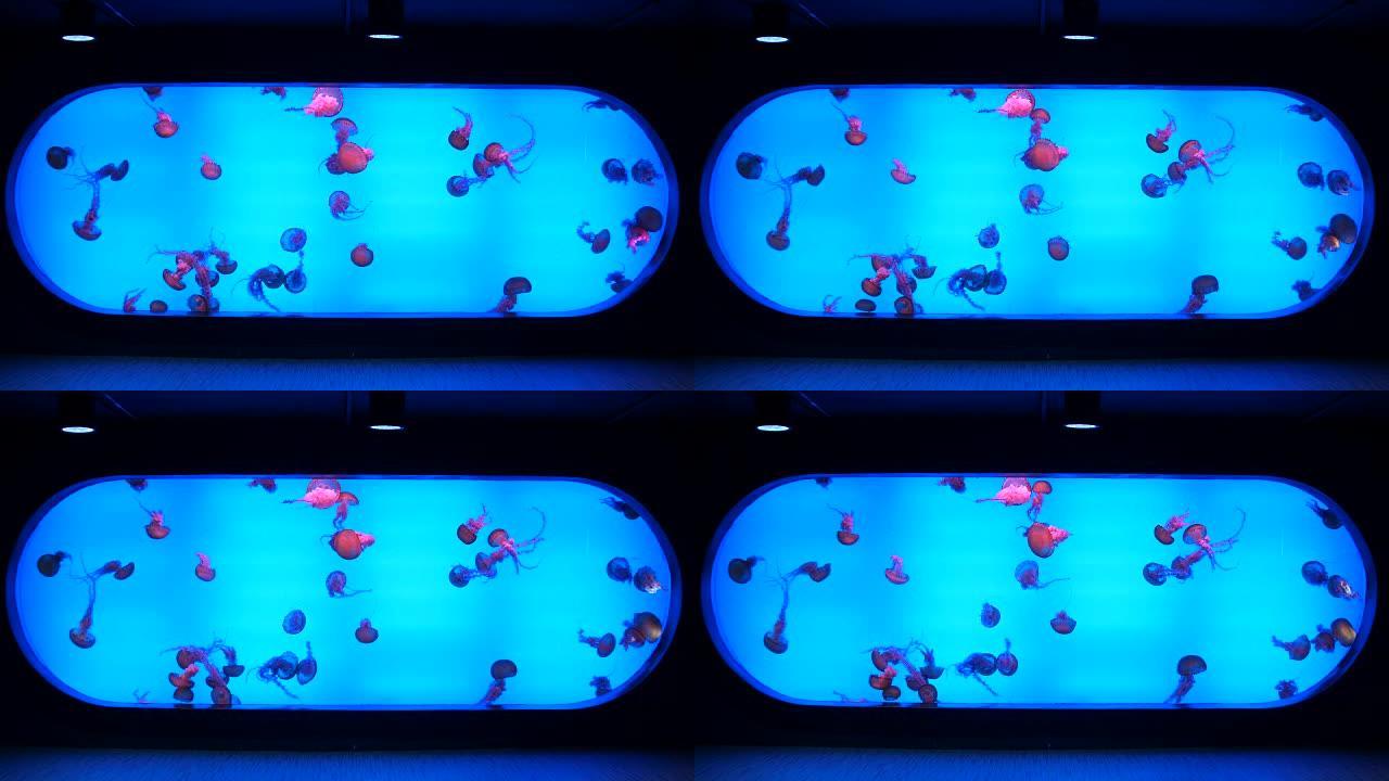 水族馆里的水母海下世界漂浮浮游科普科教