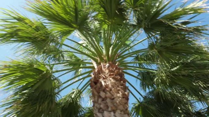 棕榈树棕榈树