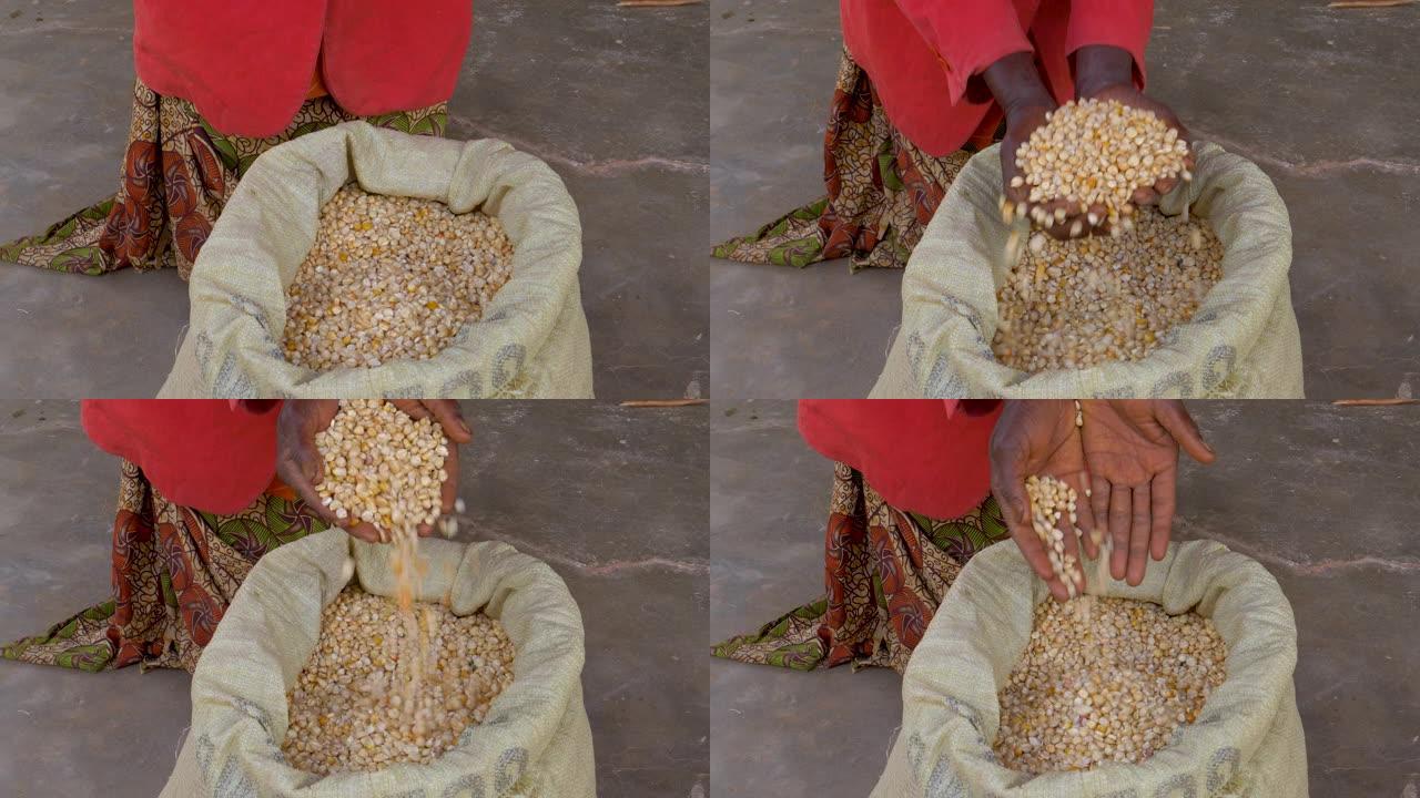 女人的手从谷物袋中挖出玉米粒的特写镜头