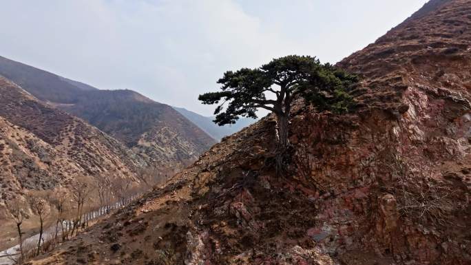 雁门山赵庄迎客松航拍