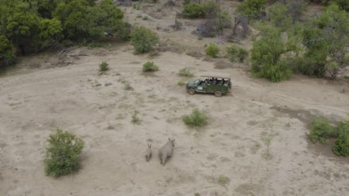 在野生动物园4x4游戏车中观看游客在自然保护区放牧的白犀牛的4k鸟瞰图