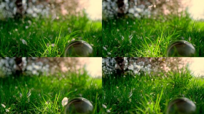 绿草中的水晶球对抗掉落的花瓣