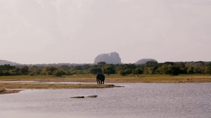 美丽的宽背景镜头，大型单野象在国家公园保护区阳光明媚的热带稀树草原寻找食物。