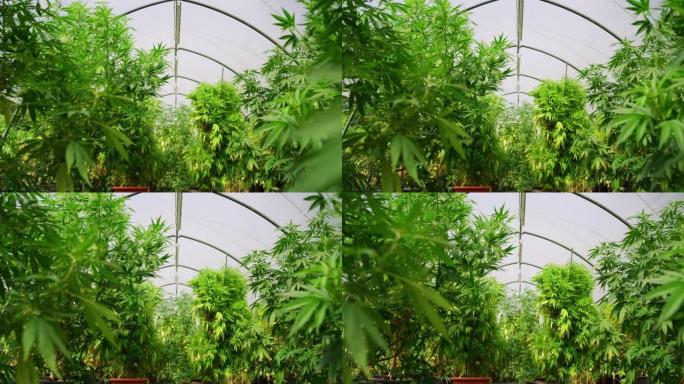 用于草药替代药物和cbd石油生产的温室中生物和生态大麻植物的慢动作替代特写视图