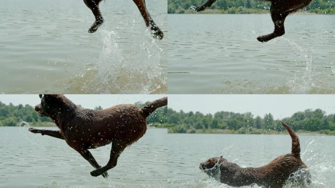 CU狗在阳光明媚的河流中跳跃和飞溅