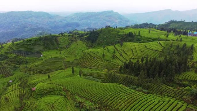 茶园美丽的风景梯田