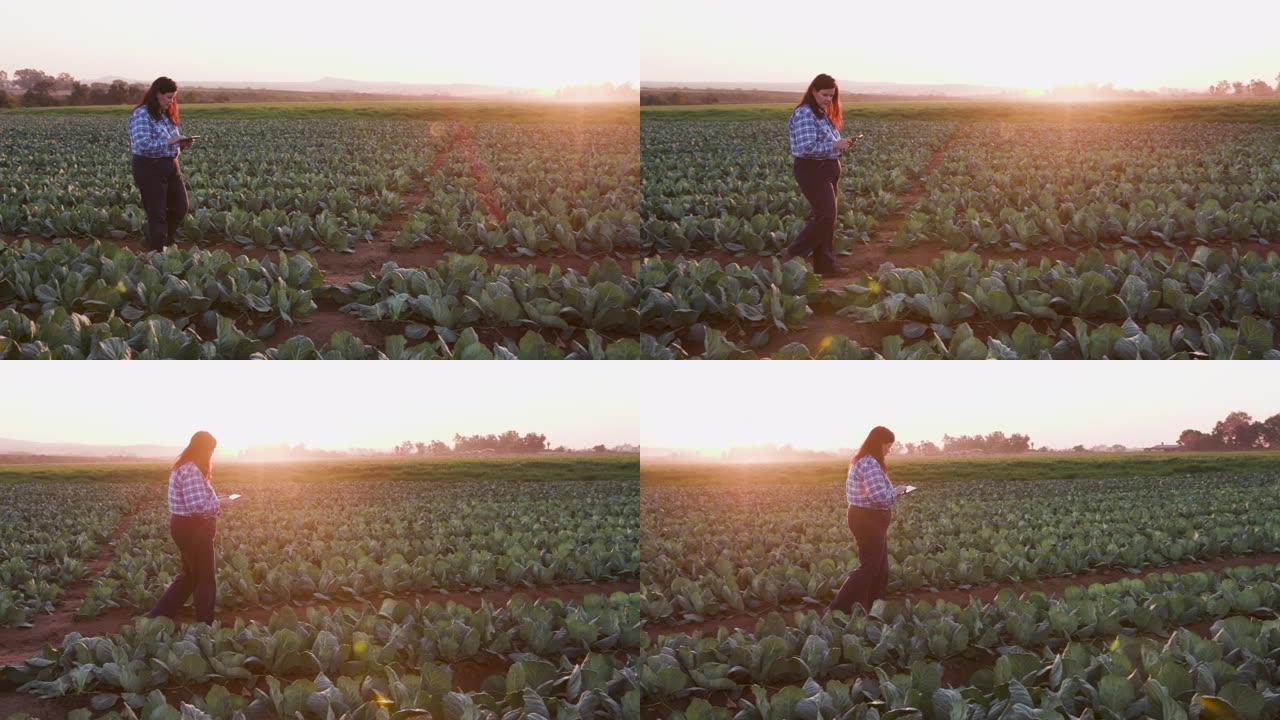 在大型蔬菜农场中使用数字平板电脑监控蔬菜的女农民