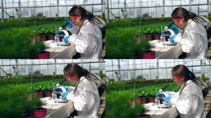 女科学家在植物研究期间使用显微镜