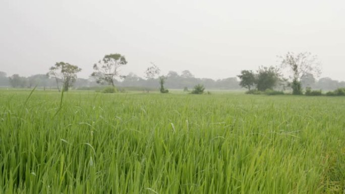 WS茂密的绿色高高的草木，斯里兰卡