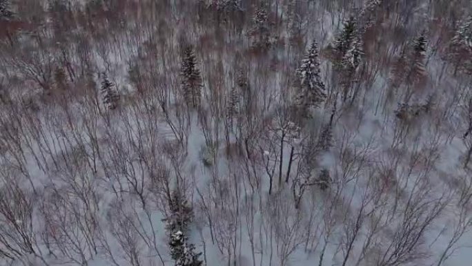 山脉雪场的航拍枯木雪山