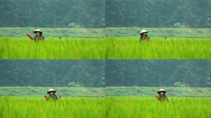Dop: 女工在风景秀丽的越南大稻田里扔种子。