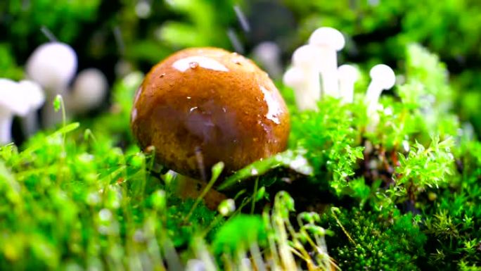 雨中的蘑菇湿地动生态系统水生风光动物栖息