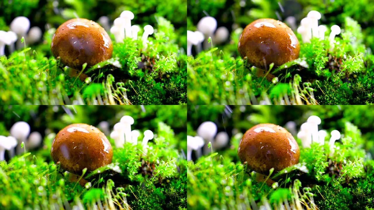 雨中的蘑菇湿地动生态系统水生风光动物栖息