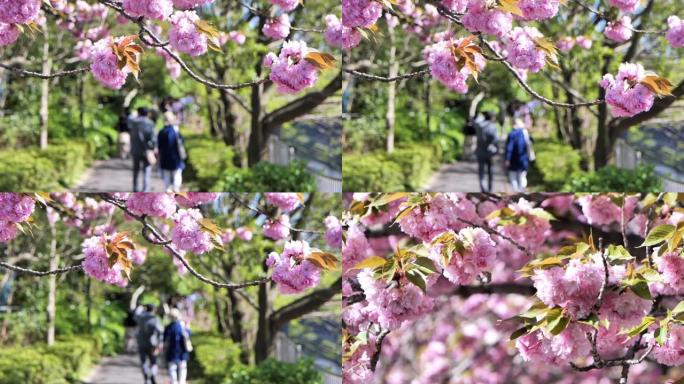 日本人沿着一排樱花树散步