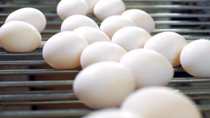 家禽养殖场的新鲜鸡蛋。鸡蛋在农业设施的传送带上。