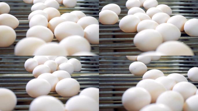 家禽养殖场的新鲜鸡蛋。鸡蛋在农业设施的传送带上。