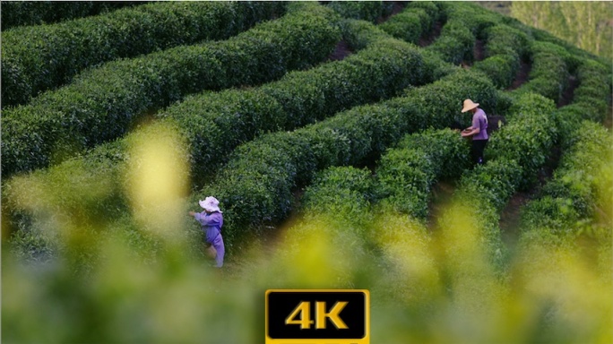 【4K】茶山采茶航拍