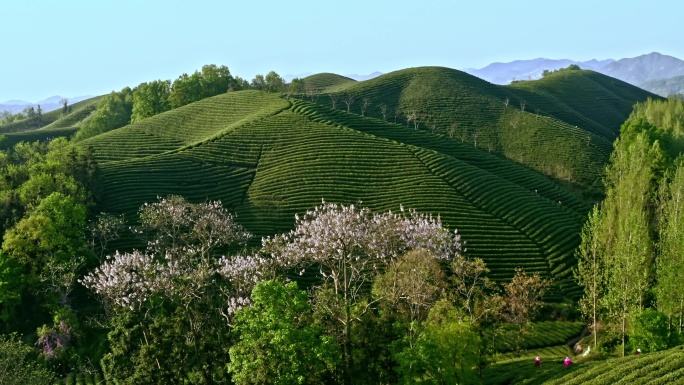 【4K】茶山采茶航拍