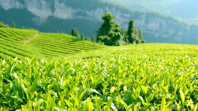 茶叶茶园茶山茶叶种植基地
