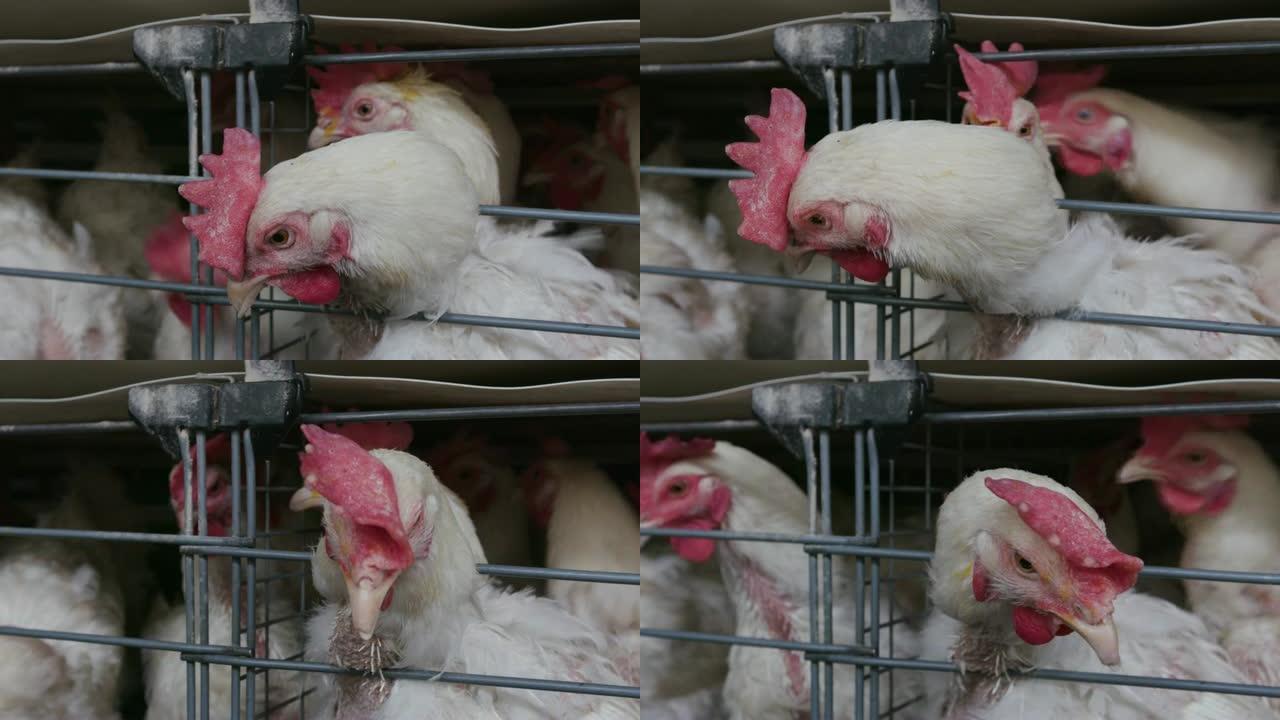 在大型产卵生产农场饲养中，一只鸡的头部穿过铁丝笼的4k特写肖像视图