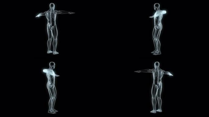X线男性体模型视频素材CT透视全息