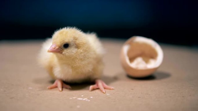 最近出生的鸡正坐在破碎的蛋壳附近