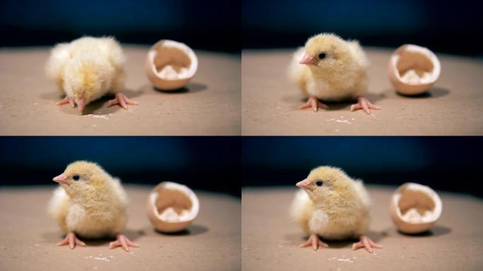 最近出生的鸡正坐在破碎的蛋壳附近