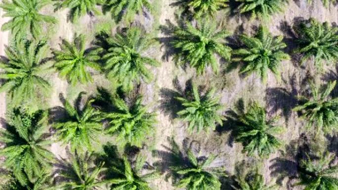 棕榈油种植园的鸟瞰图