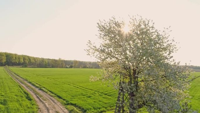 MS到WS树与白色花在阳光下的绿色麦田，斯洛文尼亚