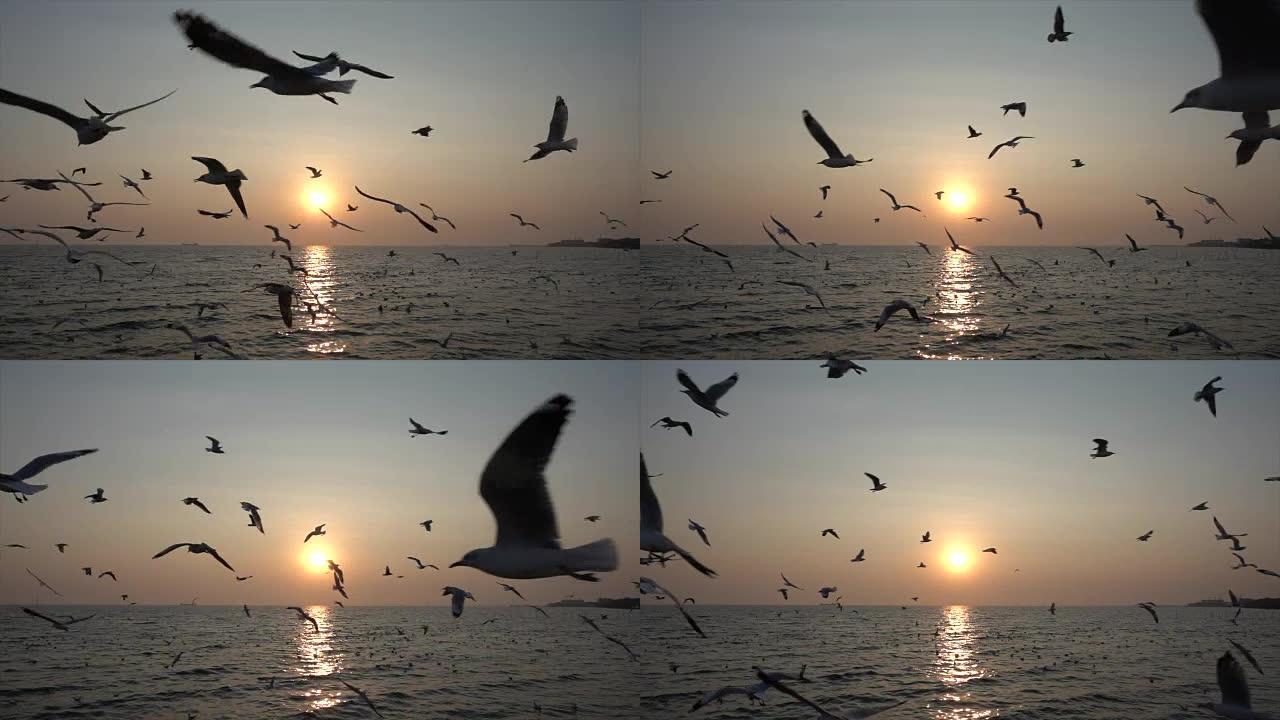 慢动作海鸥和日落海鸥生态