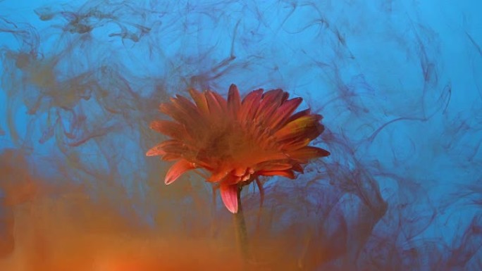 4k慢动作红色墨水和水中的雏菊花。