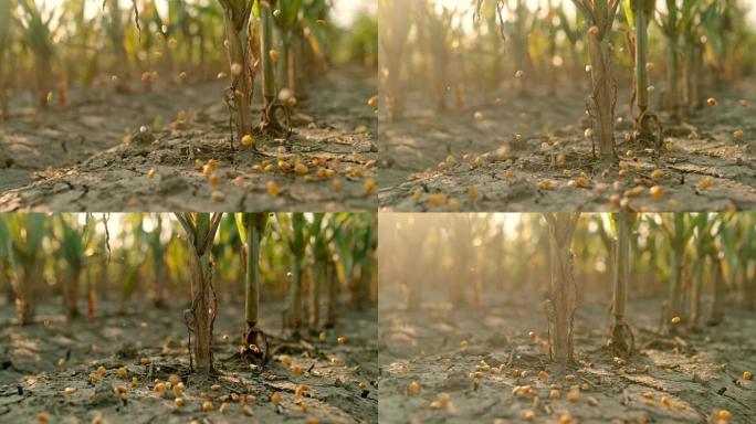 SLO MO玉米粒落在田间的泥土上