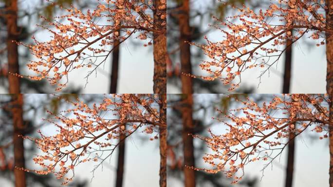 湖州春日梅花梅园铁佛寺近景