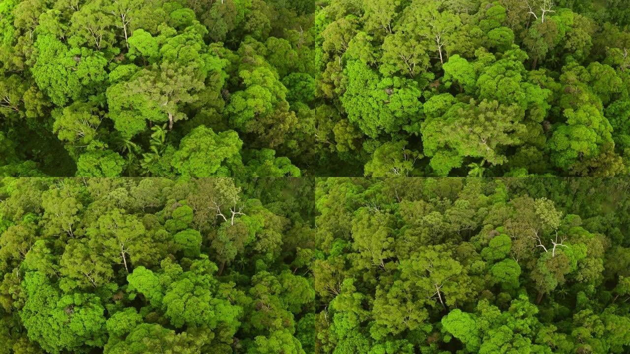 生命的色彩生态环境自然景色森林俯瞰