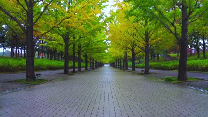 沿着日本福岛县街道延伸的秋季银杏树线