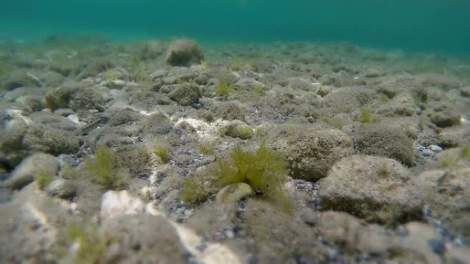 水下生命。珊瑚礁海底世界水底