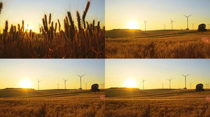 日落时分，美丽的麦穗在风力涡轮机上拍摄
